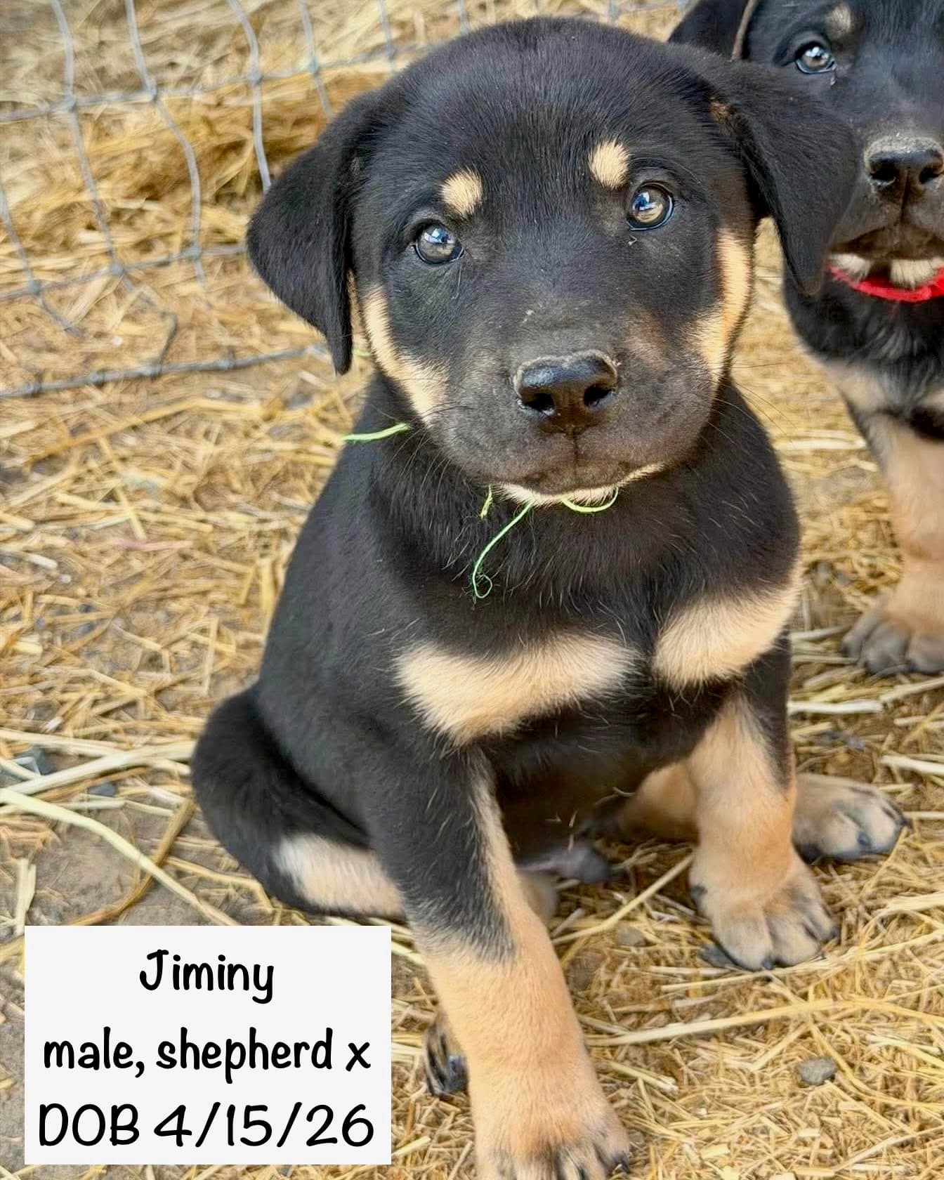 Jiminy - Shepherd
