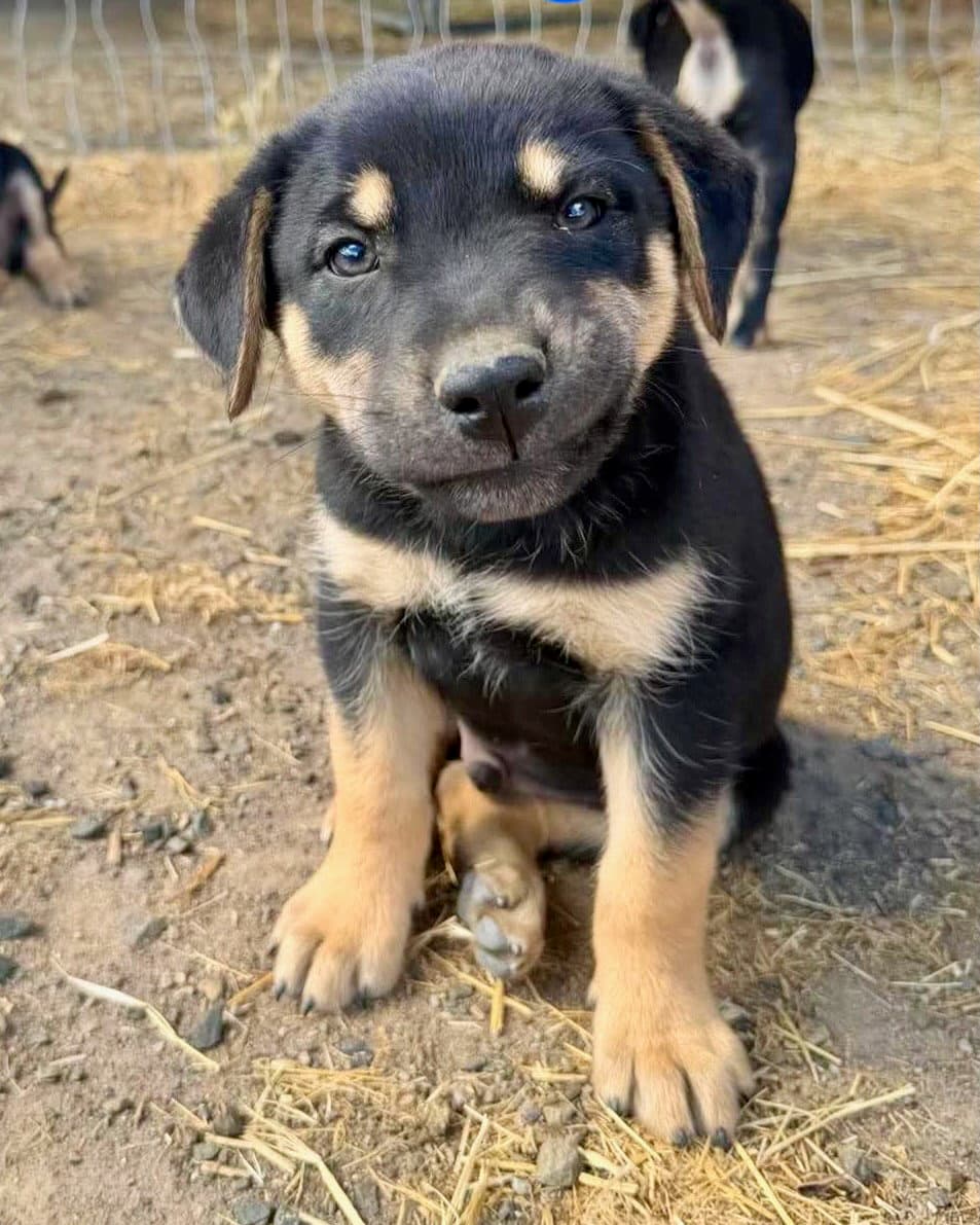 Mowgli - Shepherd