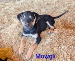 Mowgli image 2