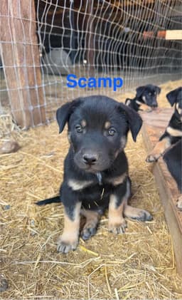 Scamp image 3