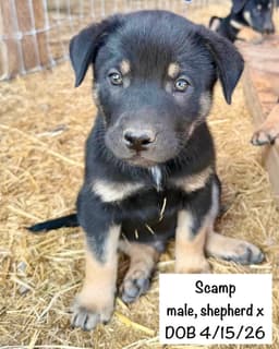 Scamp image 1