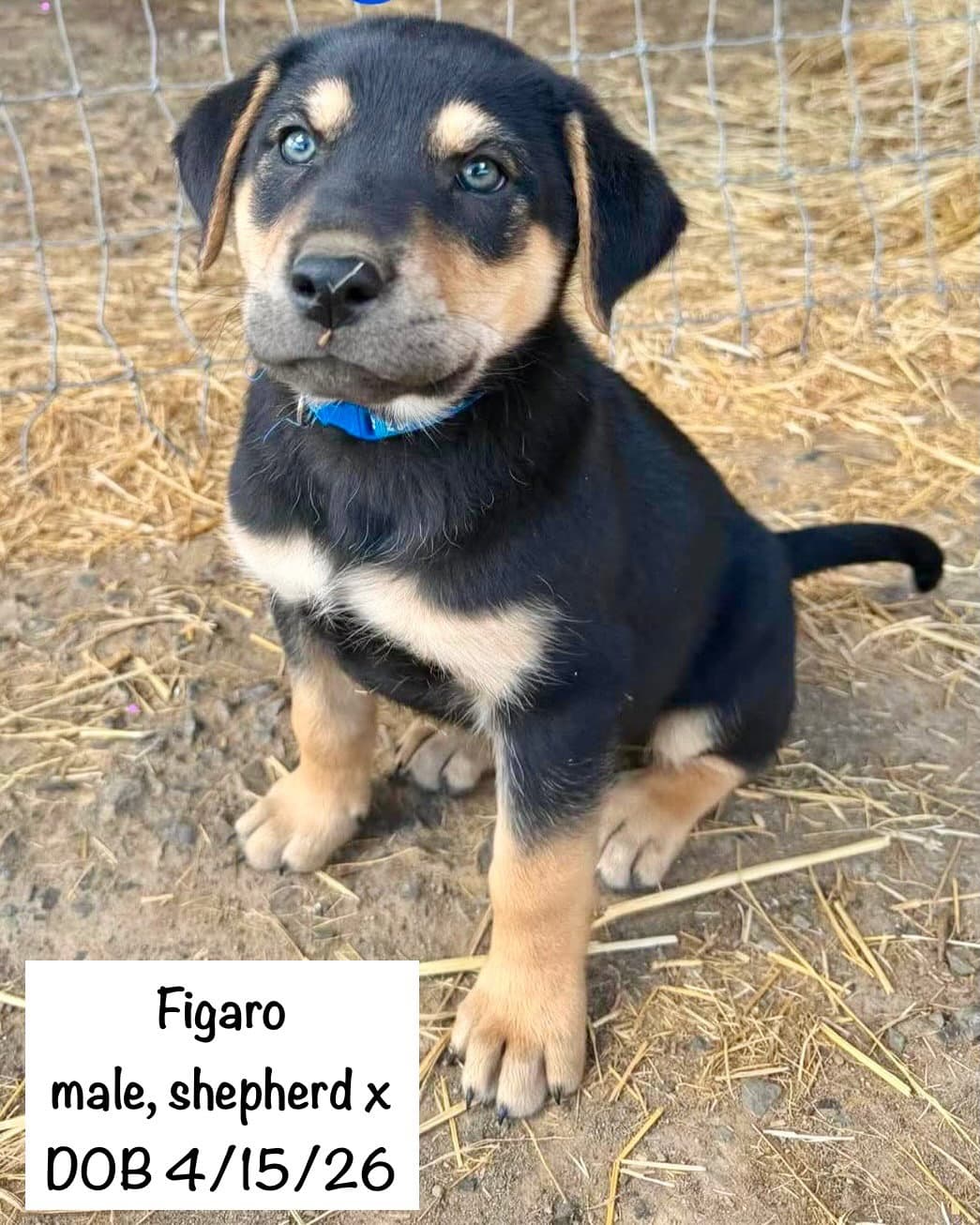 Figaro - Shepherd