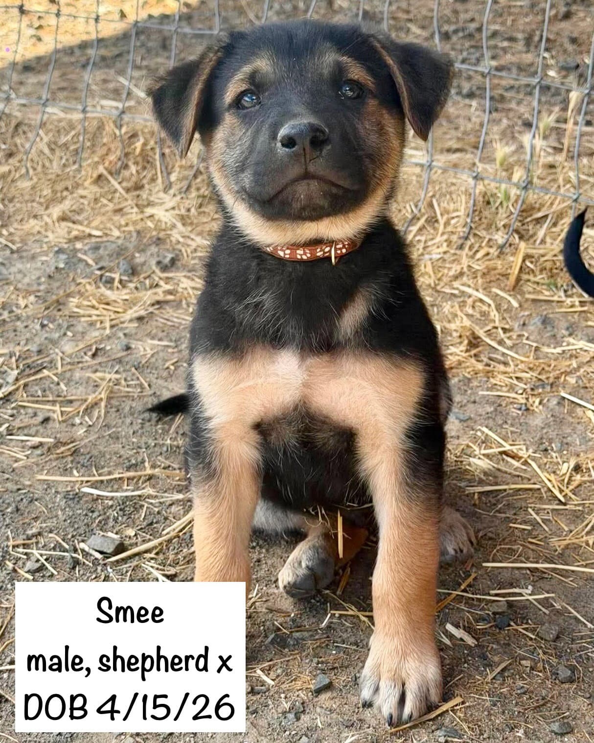 Smee - Shepherd