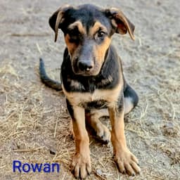 Rowan image 2