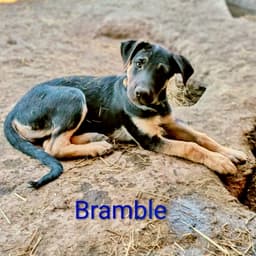Bramble image 3