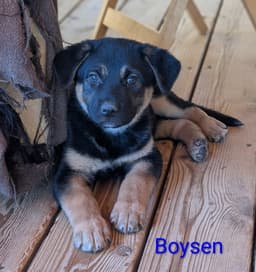 Boysen image 1