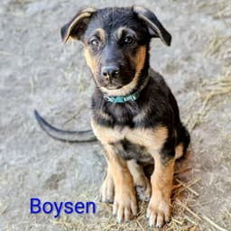 Boysen image 2
