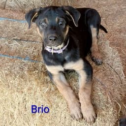 Brio image 2