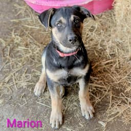 Marion image 2