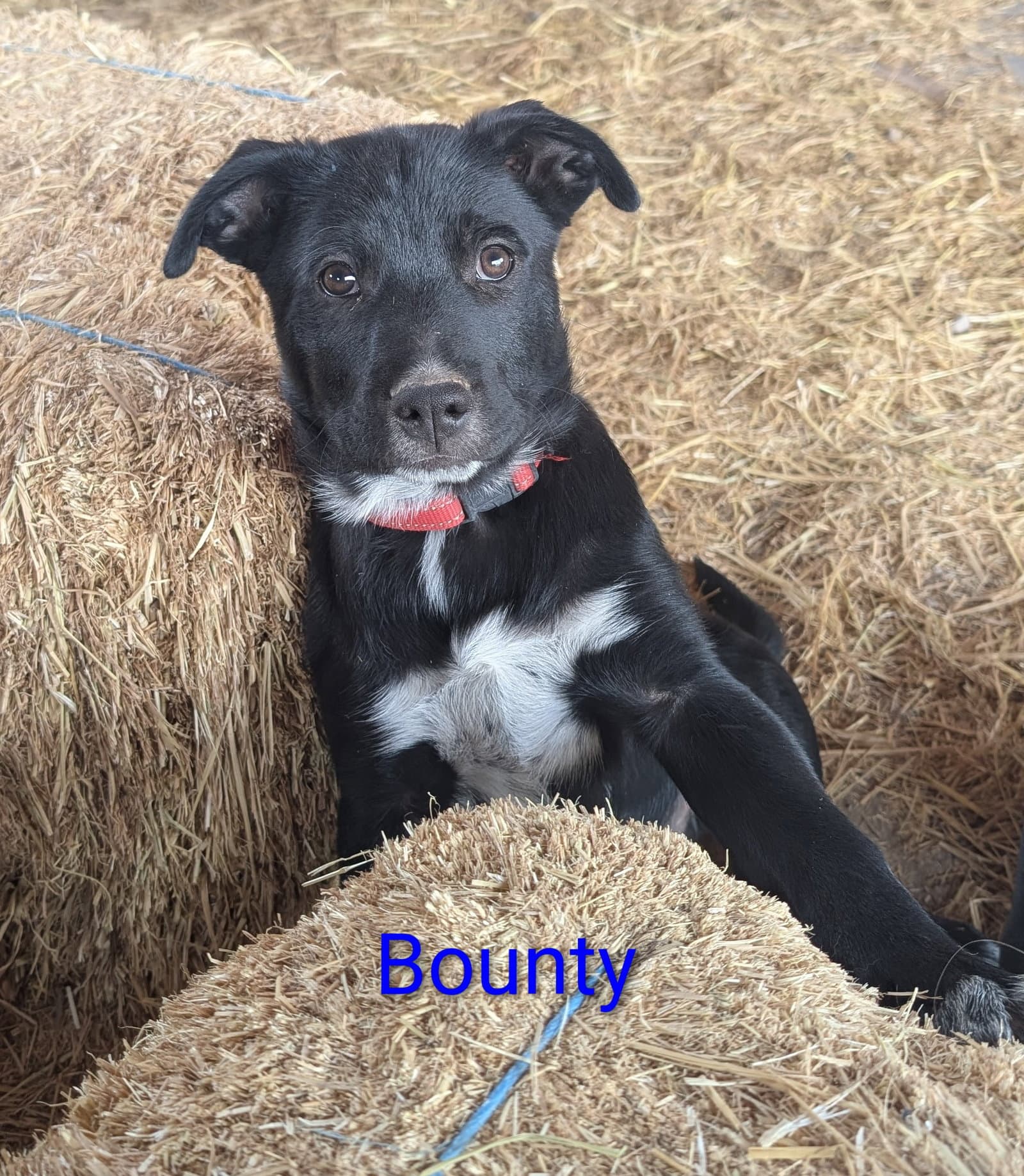 Bounty - Unknown