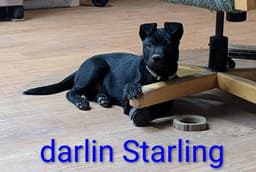 Starling image 1
