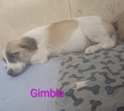 Gimble image 4