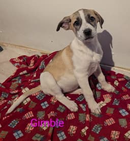 Gimble image 3