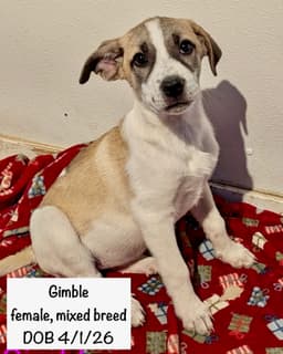Gimble image 2