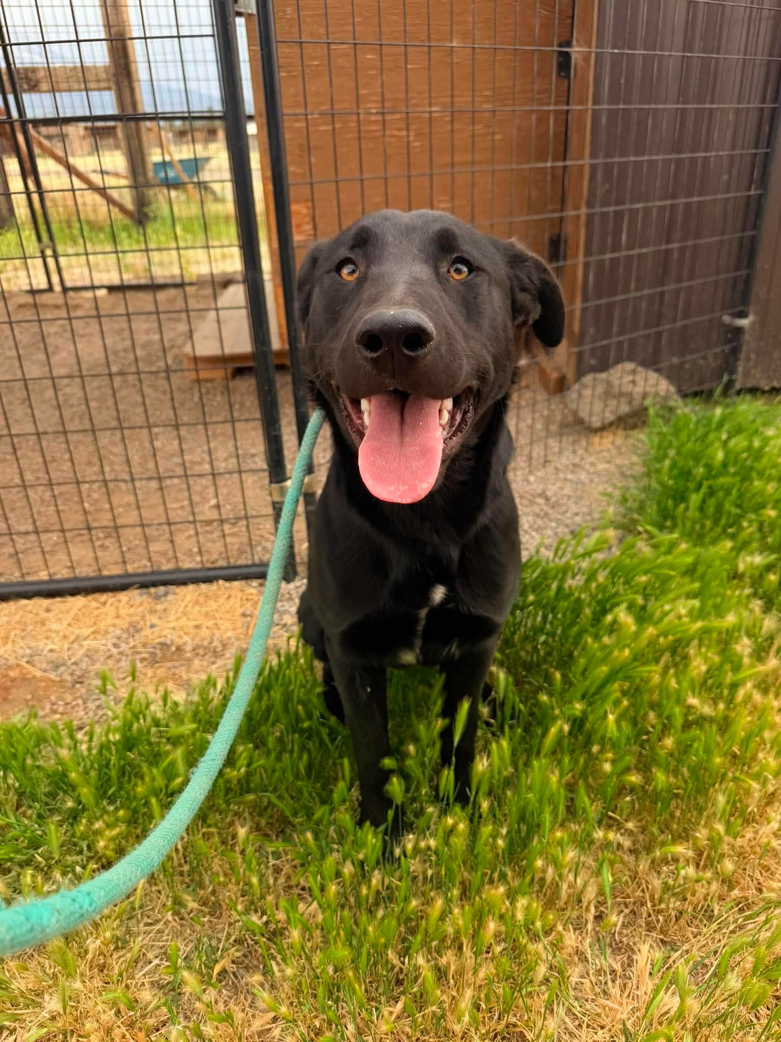 Moose - Labrador Retriever
