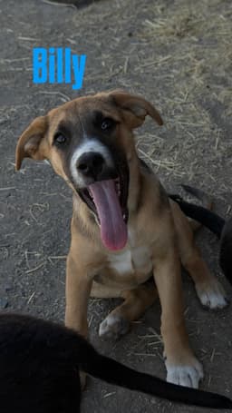 Billy image 1