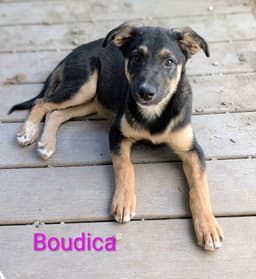 Boudica image 4