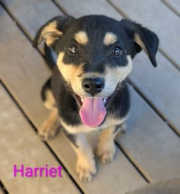 Harriet image 4