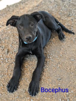 Bocephus image 3