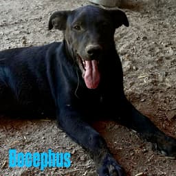 Bocephus image 1
