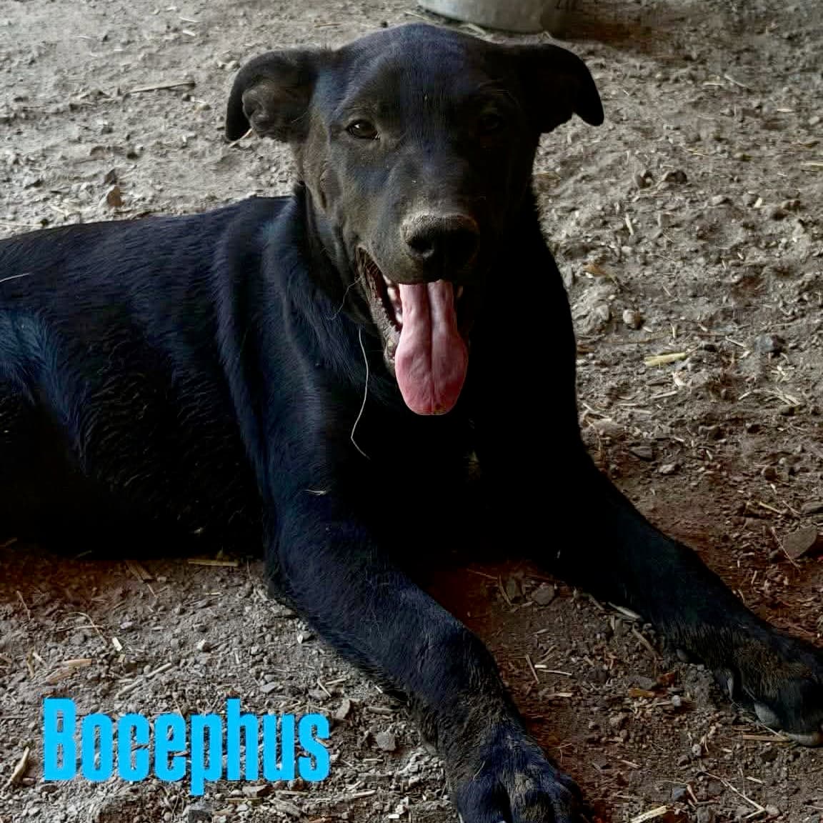 Bocephus - Unknown