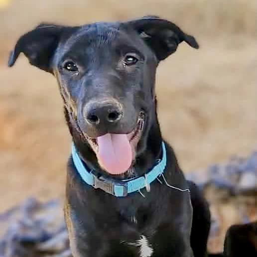 Bocephus - German Shepherd Dog