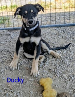 Ducky image 3