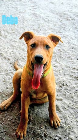 Debo image 1