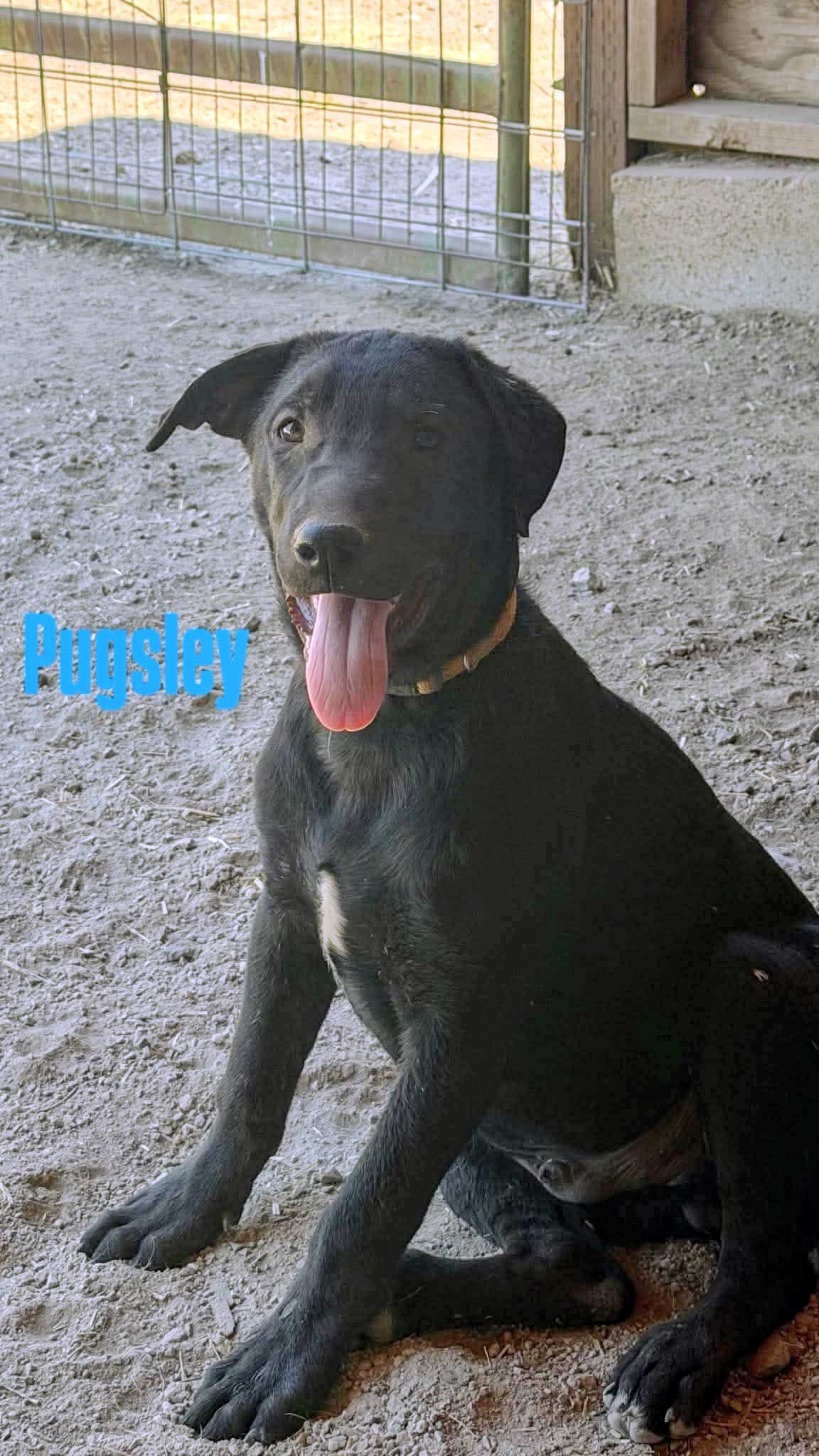 Pugsley - Unknown