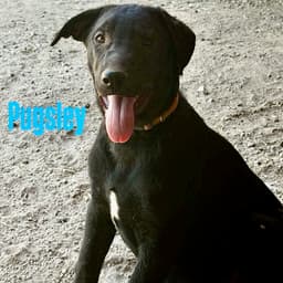 Pugsley image 2