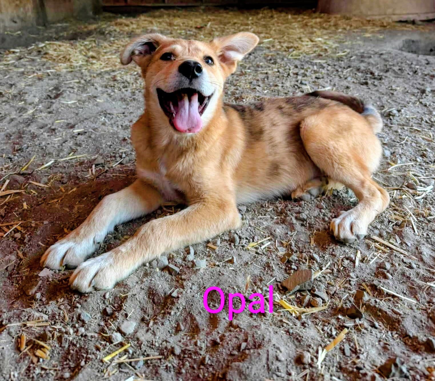 Opal - Australian Shepherd