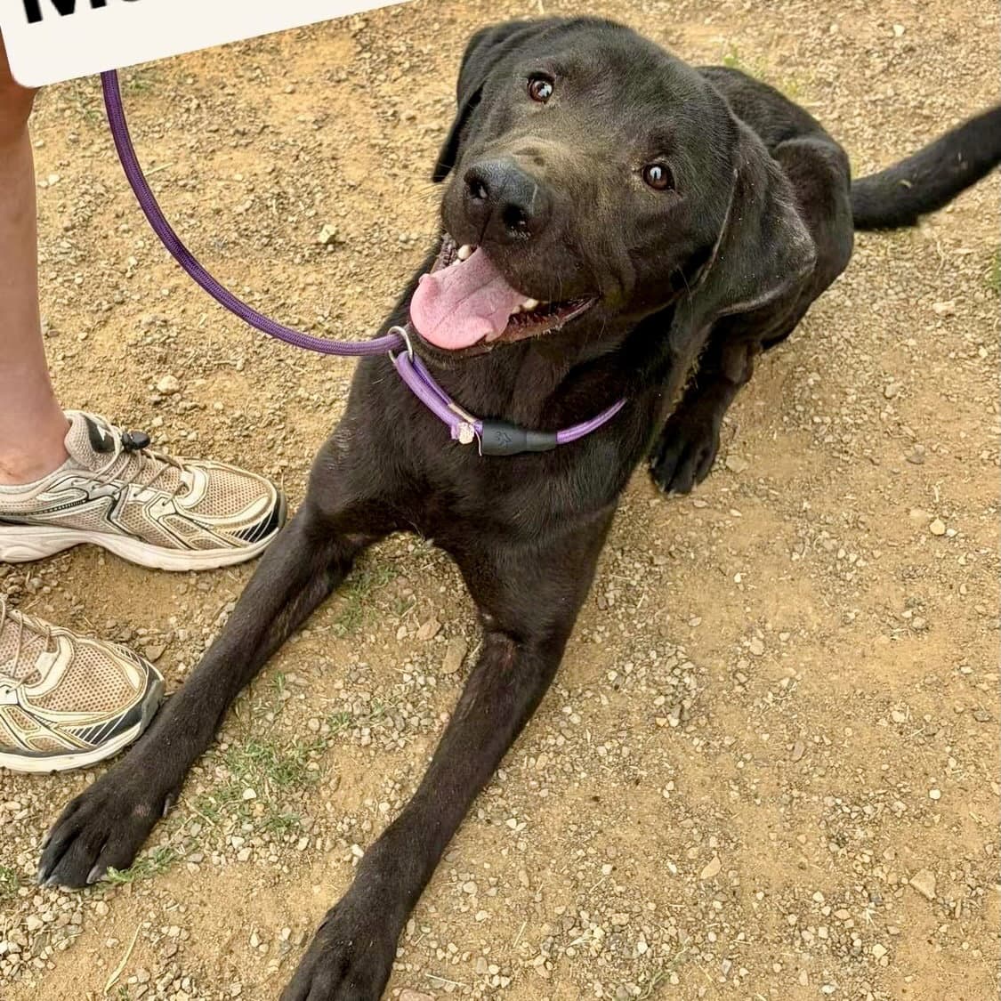 Maximus - Labrador Retriever