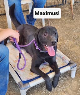 Maximus image 2