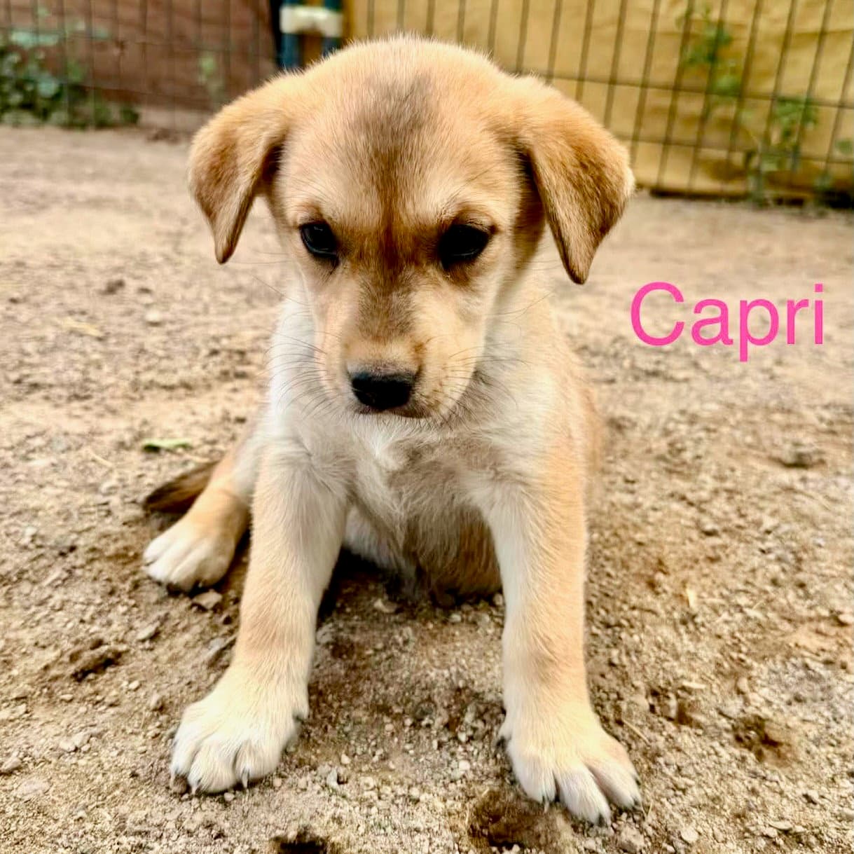 Capri - Unknown
