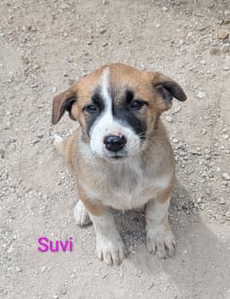 Suvi image 1
