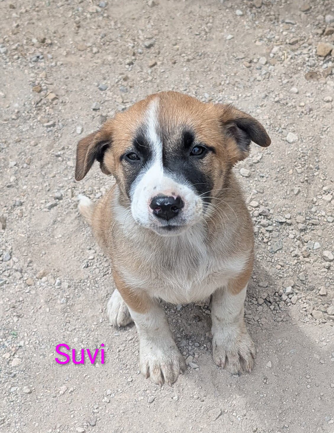 Suvi - Unknown