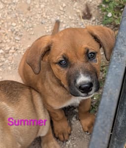 Summer image 1