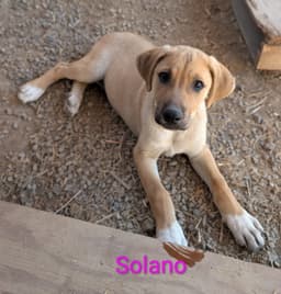 Solana image 3