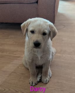 Darcy image 1