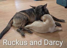 Darcy image 3