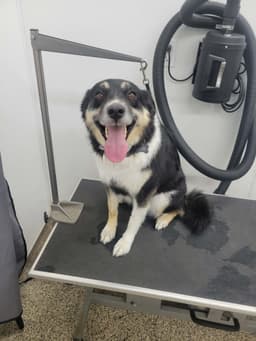 Tux image 1