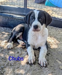 Chubs image 1