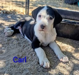 Carl image 1