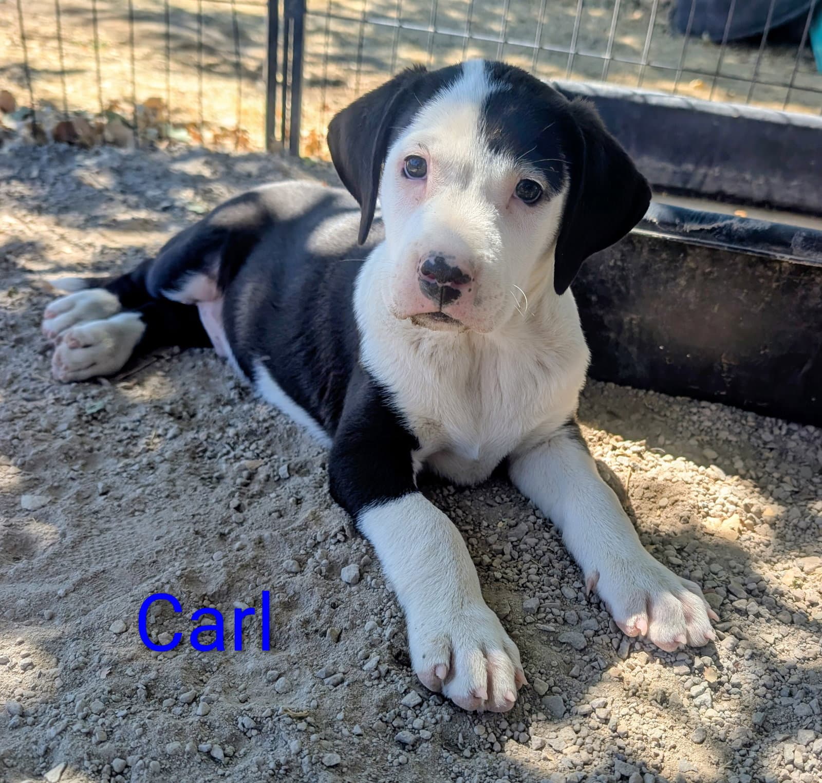 Carl - Pit Bull Terrier