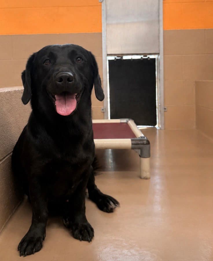 Buddy - Black Labrador Retriever
