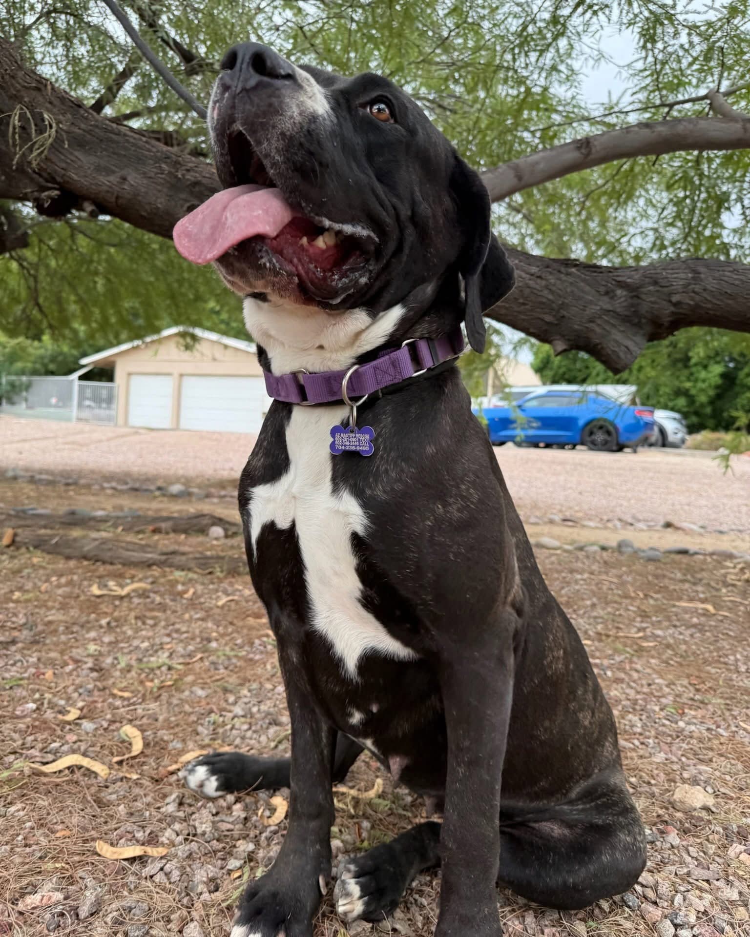 Bea - Cane Corso Mastiff