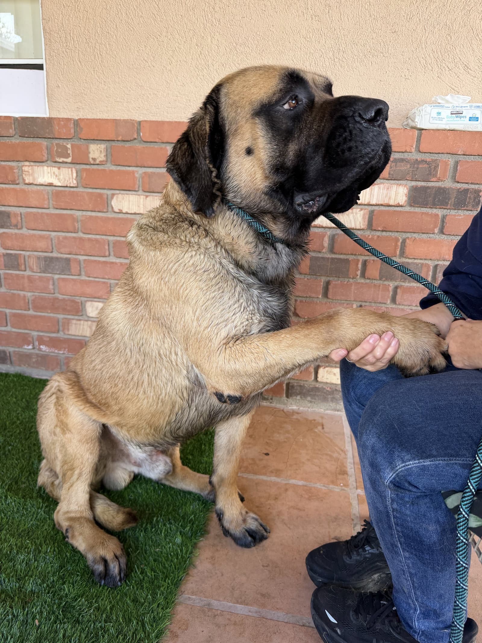 Boswell - English Mastiff