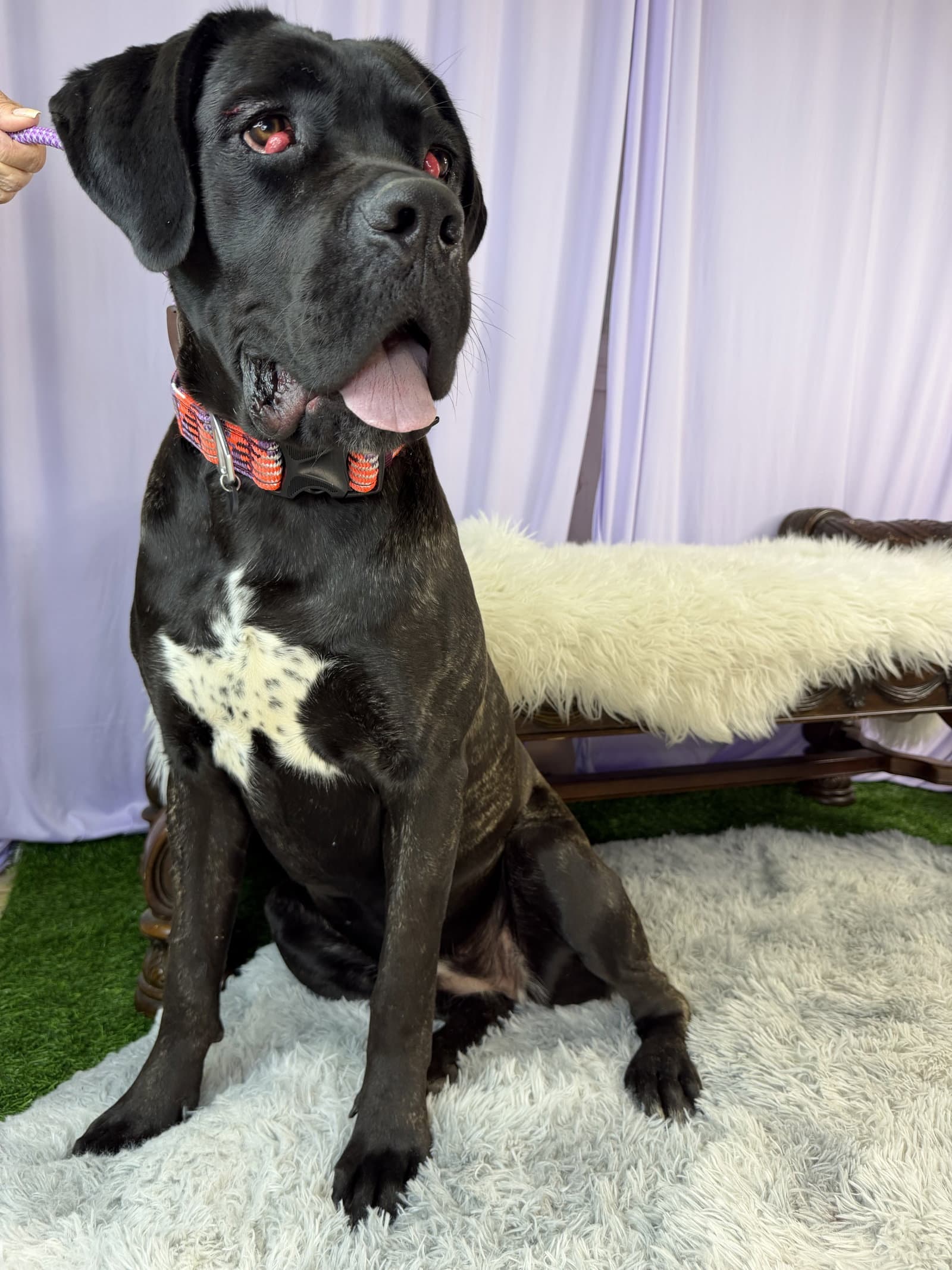Toodles - Cane Corso Mastiff