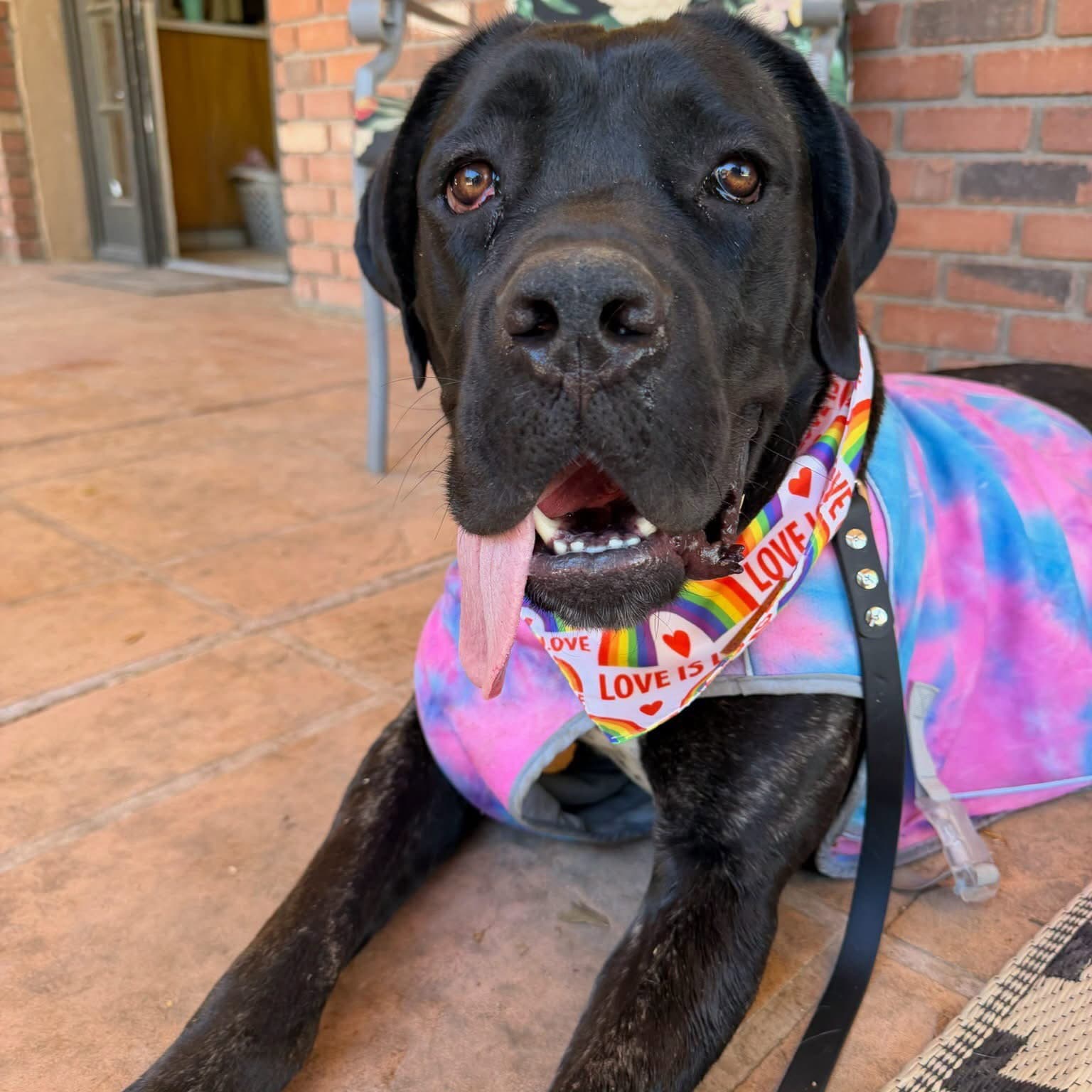 Toodles - Cane Corso Mastiff