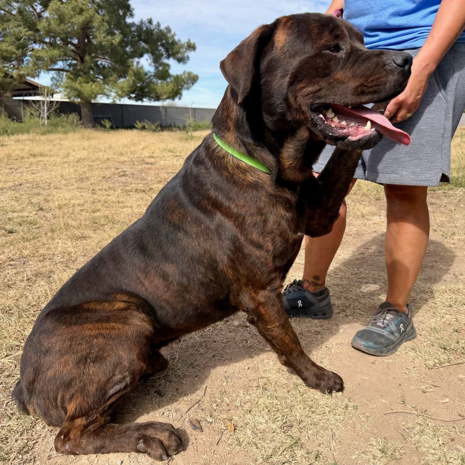 Mochi - Cane Corso Mastiff